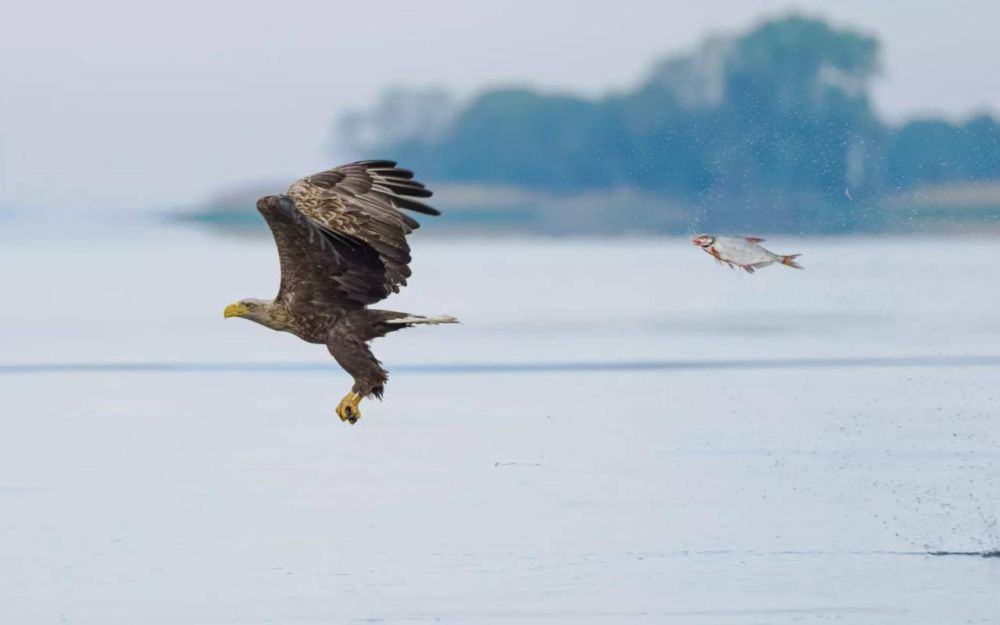      Comedy Wildlife Photography Awards,        