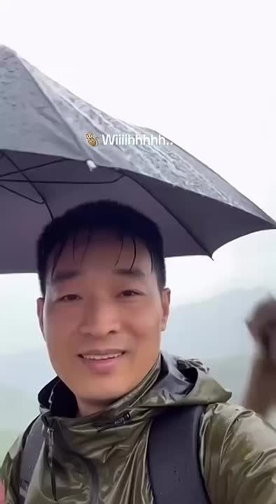 Обезьяна украла зонт и улетела на нем: