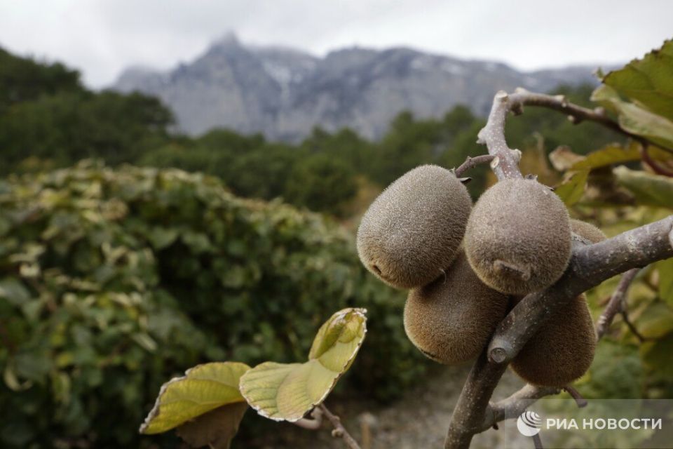 Врач рассказала, кому нельзя есть киви