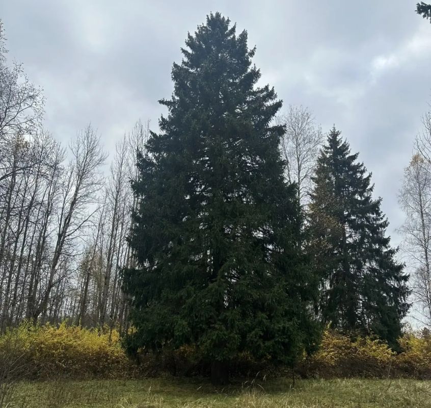 Вот так выглядит главная новогодняя ель России – ее выбрали в Подмосковье