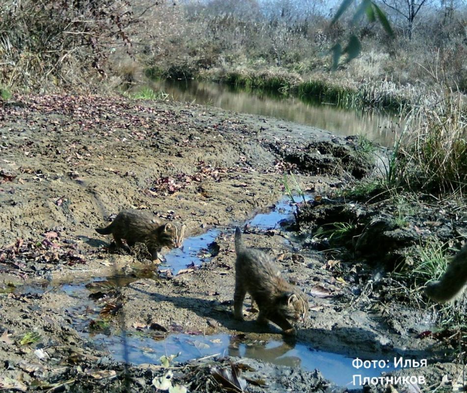 Семья дальневосточных лесных котов попала на фотоловушку "Земли леопарда"
