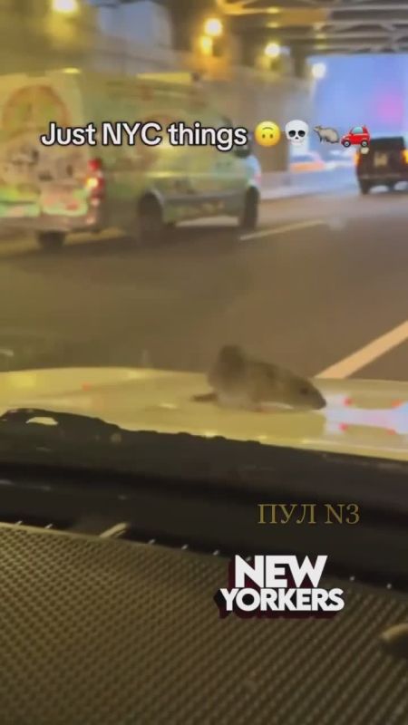 Обычный день в Нью-Йорке:. Крысе не понравилось, как ее везут, и она вылезла из-под капота, посмотреть, кто там за рулем