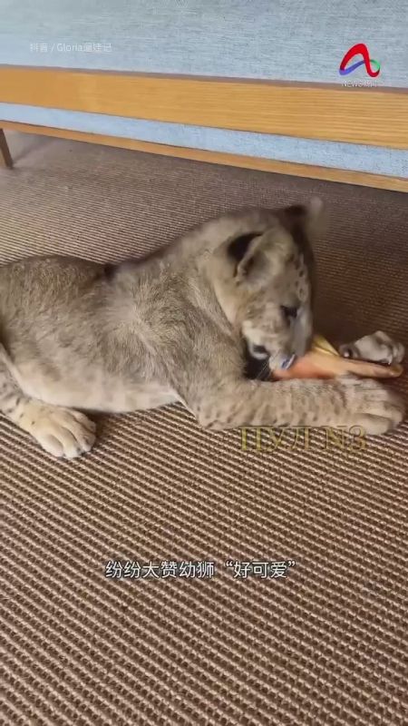 В Китае появился отель, в котором гостей будит настоящий львенок: