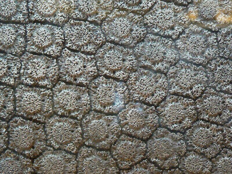 Аргентинский фермер обнаружил у себя во дворе семью драконов 20 000-летних броненосцев: Аргентинский фермер обнаружил у себя во дворе семью драконов 20 000-летних броненосцев: