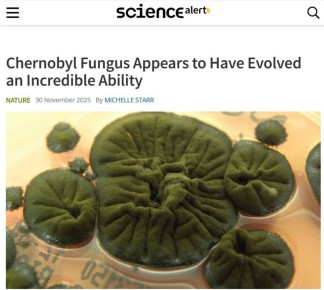              Cladosporium sphaerospermum,    Science Alert