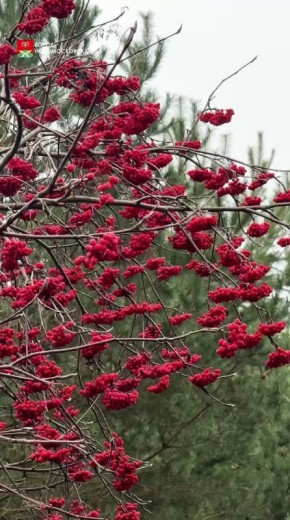 Прилетели синички в подворье
