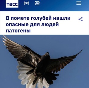 «В помете голубей нашли опасные для людей патогены»: Найдена еще одна причина не любить городских голубей