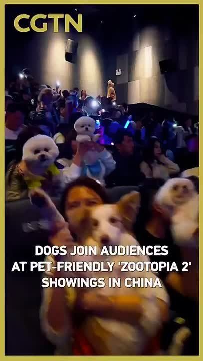«Зверополис 2»: китайские кинотеатры устраивают в кинотеатрах специальные pet-friendly показы, куда можно приходить с домашними животными