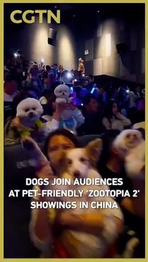 «Зверополис 2»: китайские кинотеатры устраивают в кинотеатрах специальные pet-friendly показы, куда можно приходить с домашними животными