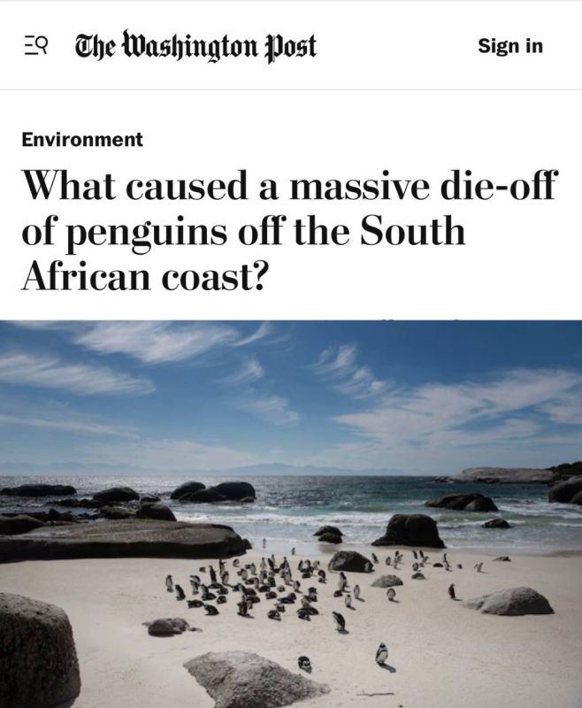 «Что стало причиной массовой гибели пингвинов у побережья Южной Африки?»: Африканские пингвины могут вымереть к 2036 году