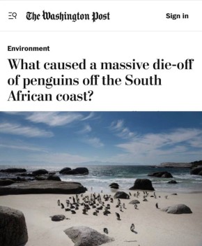 «Что стало причиной массовой гибели пингвинов у побережья Южной Африки?»: Африканские пингвины могут вымереть к 2036 году