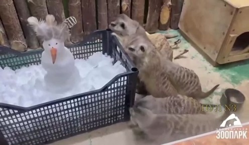 Сурикаты впервые увидели снег в челябинском зоопарке: