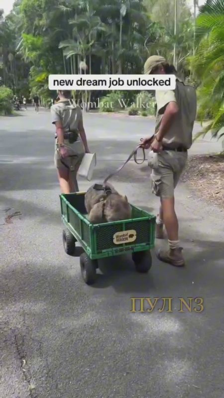 В Австралии открыли новую работу мечты - выгульщика вомбатов: