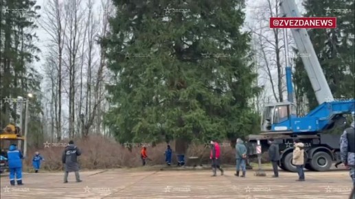 Главная елка страны приедет в Кремль 10 декабря — только что ее спилили в Подмосковье