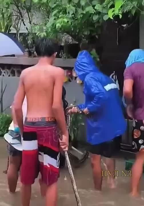 Тайфун выгнал из джунглей 5-метрового питона: