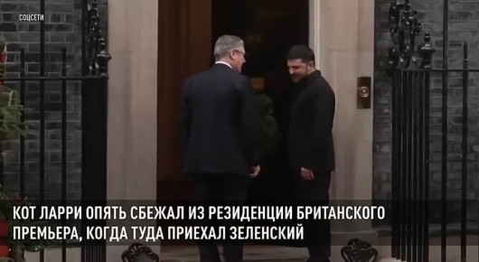 Кот Ларри вновь сбежал из резиденции Стармера, когда туда приехал Зеленский