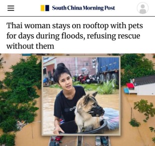 «Женщина во время наводнения жила на крыше с домашними животными»: В Таиланде девушка больше недели жила на крыше с собакой и кошкой без еды, поскольку спасатели отказывались спасать ее питомцев