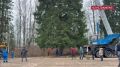 Главная елка страны приедет в Кремль 10 декабря — только что ее спилили в Подмосковье