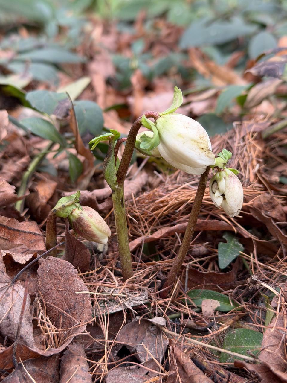 Аномально теплая погода дала о себе знать: В Москве выросли подснежники Аномально теплая погода дала о себе знать: В Москве выросли подснежники