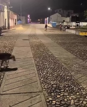 Олег Царёв: Сюжет похож на постановочный, если бы не собака