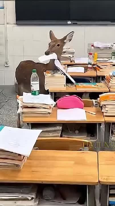 «А где твое домашнее задание? - Вы не поверите. Олень съел»: