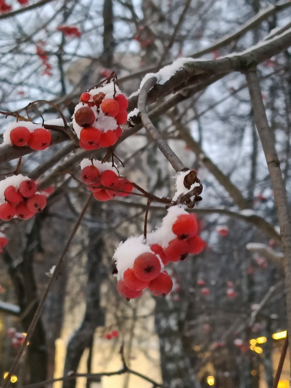 Снег…мы тебя ждали Снег…мы тебя ждали
