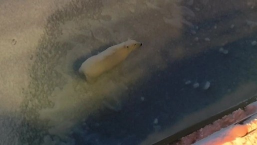 Арктический Винни-пух навестил с утра пораньше экипаж атомного ледокола "50 лет Победы"