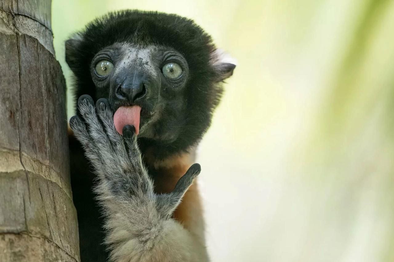 Объявлены имена победителей Wildlife Comedy Awards 2025, сообщила лондонская галерея OXO Объявлены имена победителей Wildlife Comedy Awards 2025, сообщила лондонская галерея OXO