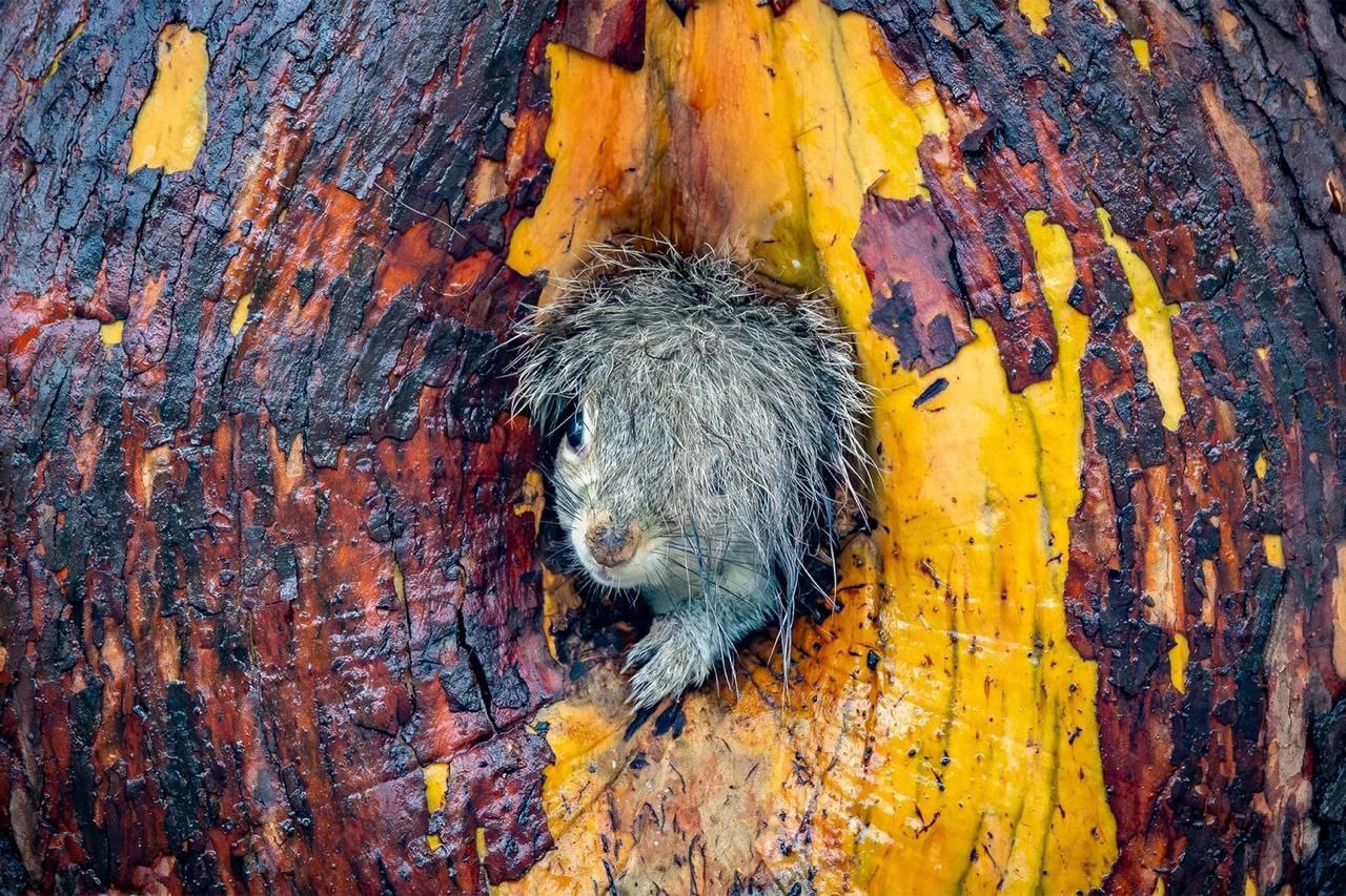 Объявлены имена победителей Wildlife Comedy Awards 2025, сообщила лондонская галерея OXO Объявлены имена победителей Wildlife Comedy Awards 2025, сообщила лондонская галерея OXO