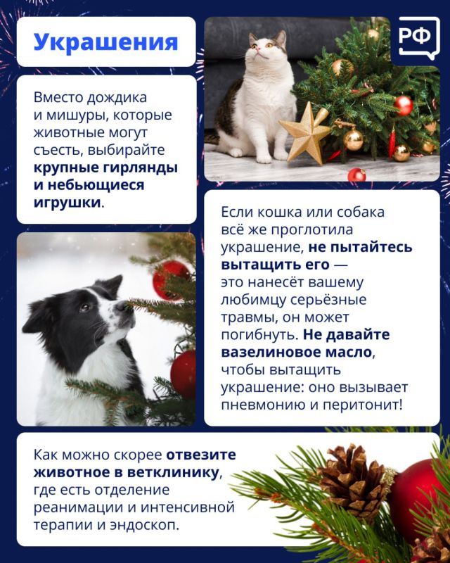 Новый год — это салюты, гирлянды и стресс для животных