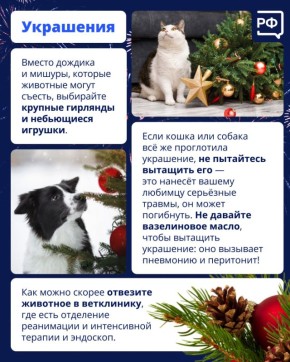 Новый год — это салюты, гирлянды и стресс для животных