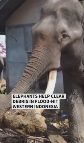 В Индонезии привлекли слонов для уборки территории после наводнения: