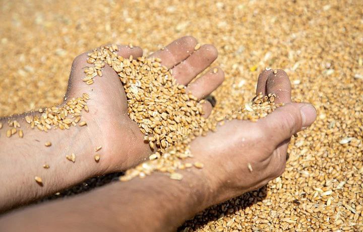 Аграрии Тульской области собрали 1,8 млн тонн зерна