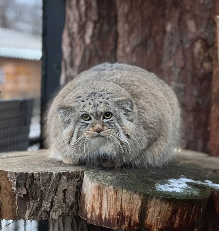 ���� ��������: ����, ������� �� ����� ������ ������ �� ������ ������������ � ����� �������� ����� ���������� ������ �����