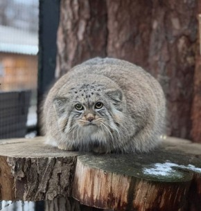 Юлия Витязева: Фото, которое до весны должно висеть на каждом холодильнике с целью отбивать охоту устраивать ночной донор