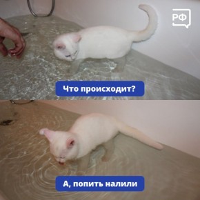 Из ванны или унитаза поднимается вода?