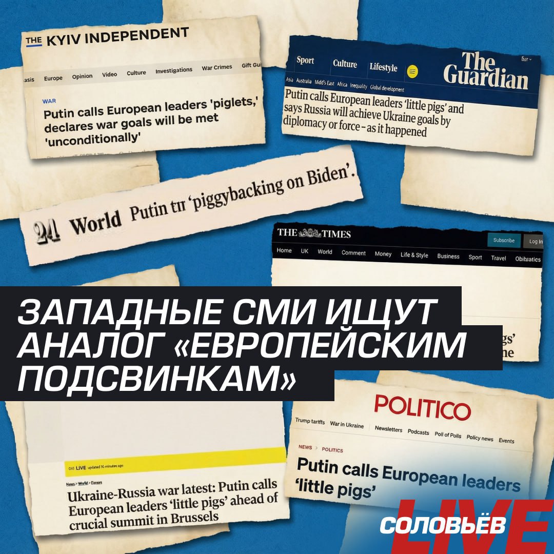 «European pigs», «little pigs», «piglets» — и всё мимо