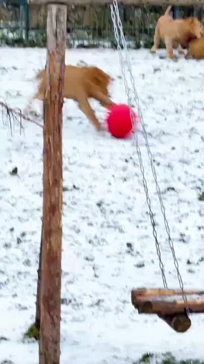 А вы знали, что львята из подмосковной «Земли прайда» любят поиграть в зимний футбол?