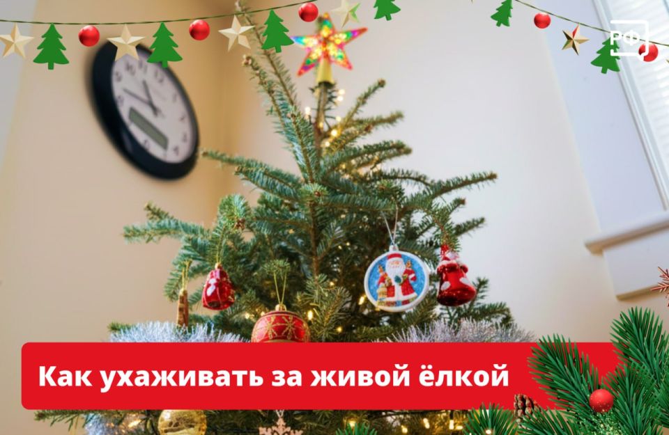 Чтобы ёлка не осыпалась раньше, чем вы успеете доесть оливье, ей нужно создать подходящие условия: