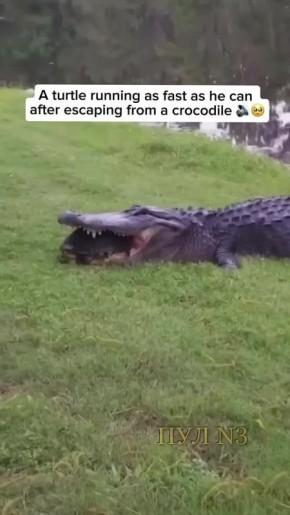 Найден способ ускорить черепаху: