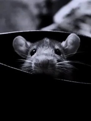 ���� ����: ���� �� �������� �������, ������, ������� �� ���� �� ���