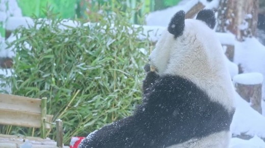 Панде Катюше подарили санки из бамбука, которые она с удовольствием попробовала на вкус