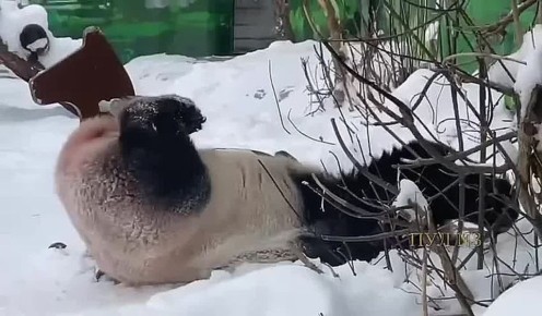 ����� ��� �� ����������� �������� ����������, ��� ���� ��������� ���������� ����� - ������ � �����, �������� � ����� � ������ ����