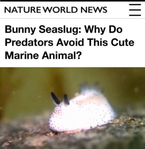 «Морской кролик - почему хищники избегают этого милого морского животного?»: Фаворит конкурса «До чего природа обманчива» - самый милый морской моллюск оказался смертельно токсичным
