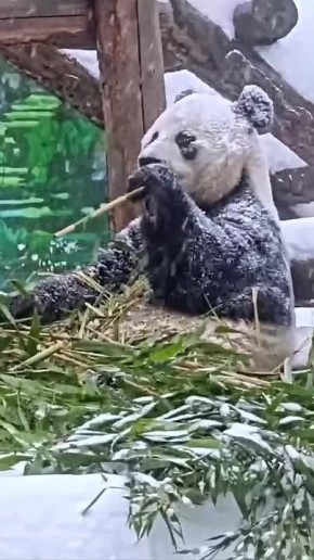 ������� ����������� ���������� ����������� ���������: