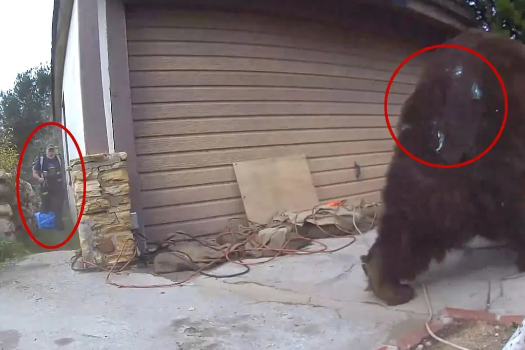 Выселение медведя в Калифорнии заняло 37 дней Выселение медведя в Калифорнии заняло 37 дней