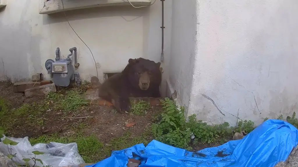 Выселение медведя в Калифорнии заняло 37 дней