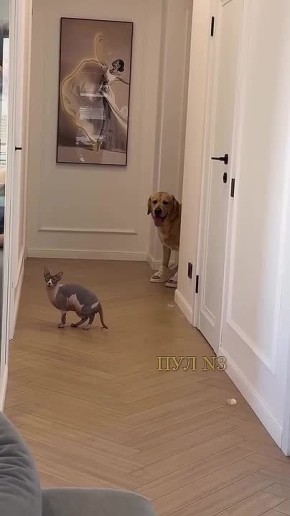 «Зачем ты тапки надел? Тебя чего просили сделать? Принести их, не надевать!»: