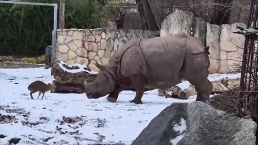 Юлия Витязева: Безумству храбрых поем мы песню!
