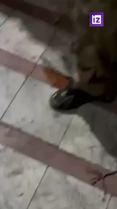 Власти Ирана сообщили об аресте 100 вооруженных участников беспорядков в пригороде Тегерана, заявил глава городского округа Абдольхамид Шарафи